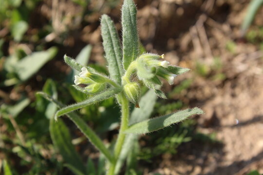 Nonea or the monkswort flowers and plant 