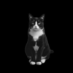 Black and white cat sitting on a black background looking directly