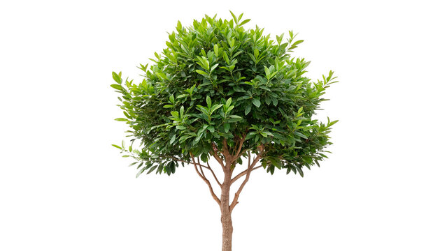 laurus nobilis bay tree bay laurel sweet bay isolated on transparent background