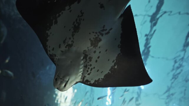 Cute gray eagle stingray salt water fish swimming around up to the surface isolated on horizontal ratio clear water aquarium tank footage background. Marine aquatic underwater life, wildlife nature.