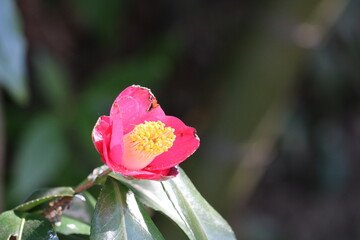 花びらが痛んだ椿　寒さに耐える冬の花　川沿いで
