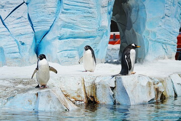 A lone Adélie penguin stands on icy snow before towering blue ice, capturing the quiet beauty of Antarctica. © Mekarim1983