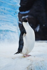 A lone Ad&eacute;lie penguin stands on icy snow before towering blue ice, capturing the quiet beauty of Antarctica.