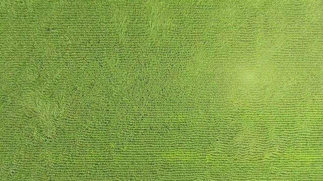 Aerial view of damaging wind bending green corn crops across wide farmland field rows. Powerful gusts flatten maize plants on cultivated plain, showing storm impact on agriculture.