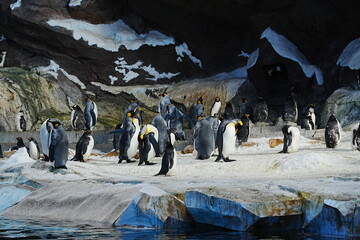 A lone Adélie penguin stands on icy snow before towering blue ice, capturing the quiet beauty of Antarctica. © Mekarim1983