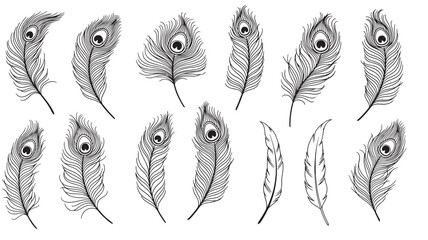 Peacock feather set in black and white line art, hand drawn decorative quill silhouettes collection isolated on white featuring plumage, outline, monochrome with sketch and doodle elements for © Harry 