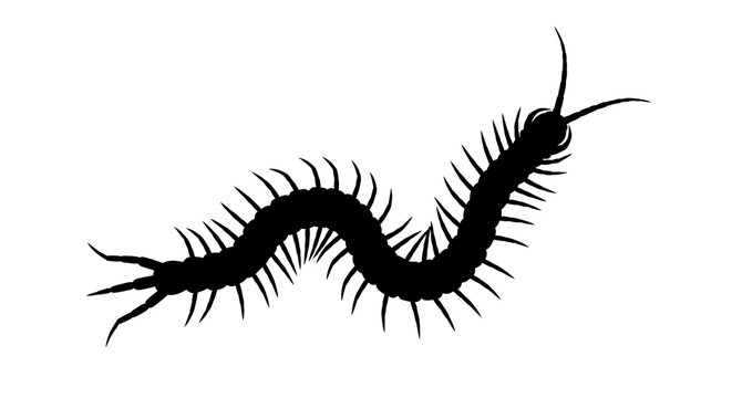 Black silhouette of a centipede insect.