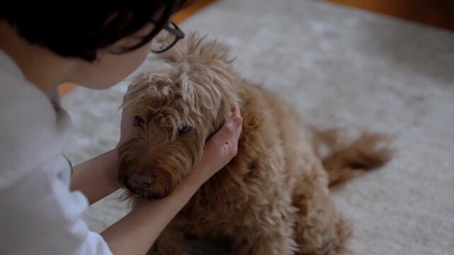 Woman gently petting the cute fluffy labradoodle dog at home, holding the dogs head with hands, caring owner bonding with domestic pet indoors.