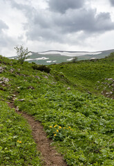 Alpine meadows with flowers and green vegetation in the summer and autumn season