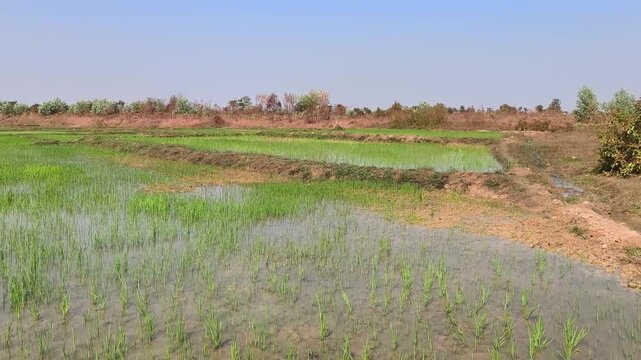 Ricefield in Laos