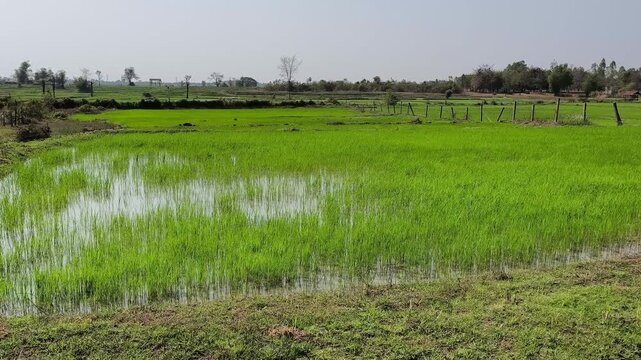 Ricefield in Laos 2