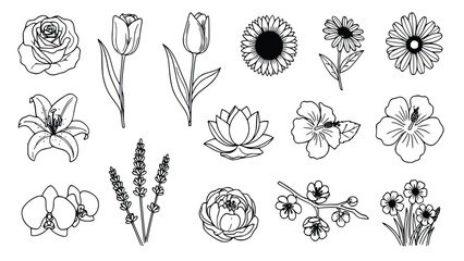 Collection of simple black and white line drawings featuring various flowers including roses, tulips, and lilies on a plain white background for design use. © Ajoy