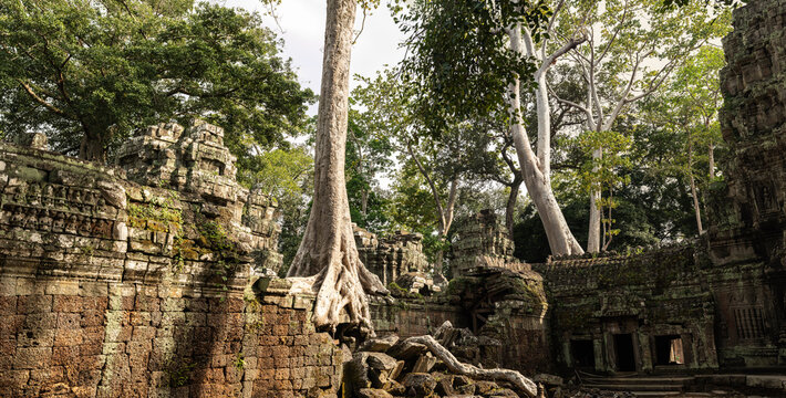 Giant tree roots growing over ancient stone walls of ta prohm temple ruins in jungle forest environment during day time