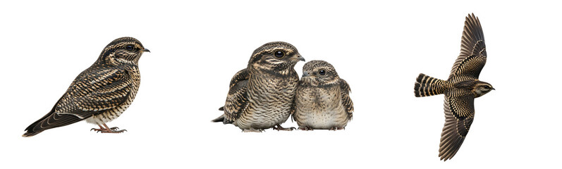 Fototapeta premium A group of quail birds on transparent background