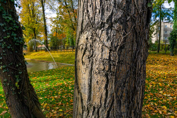 Obraz premium Close-up of old tree bark texture with climbing ivy vines in autumn park, golden leaves and pond background, natural wood texture and woodland nature details.