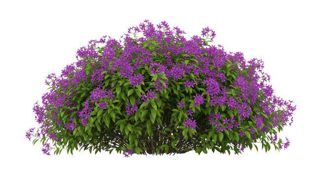 a dense, sprawling decorative shrub with rich emerald green leaves and profuse vibrant deep purple star flowers, perfectly isolated on a transparent background. concept for architectural visualization