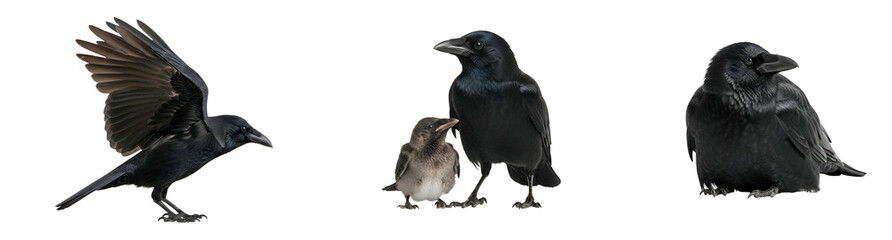 Fototapeta premium A group of crows and a small bird standing together on transparent background