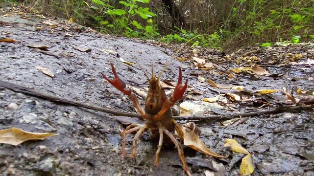 American river crayfish walking and displaying its claws as a threat. Invasive species. Spain.