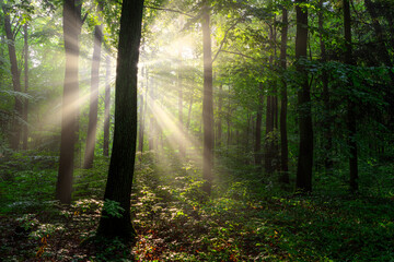 Obraz premium Sunny morning in the forest