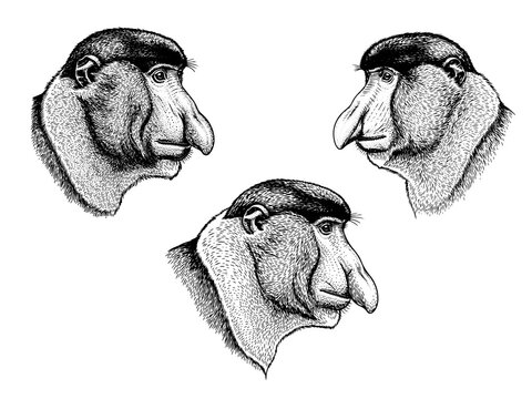 Proboscis monkey side profile engraving illustration bizarre wildlife