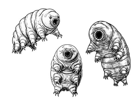 Tardigrade magnified engraving illustration microscopic creature art