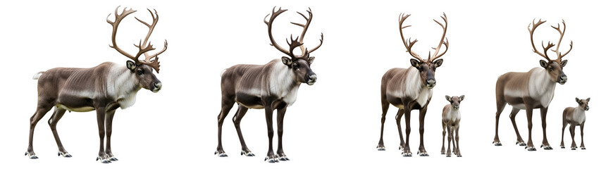 Obraz premium A group of reindeer standing together on transparent background