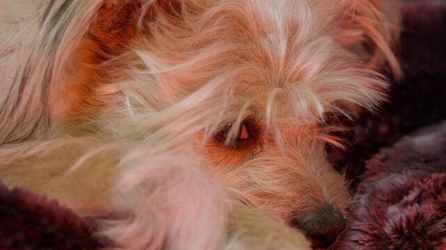 Bored dog looking around on couch. Jack Russel terrier mut dog resting. RGB lighting. Disco light dog.