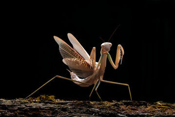 a praying mantis on a black background © DS light photography