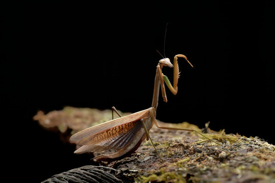a praying mantis on a black background