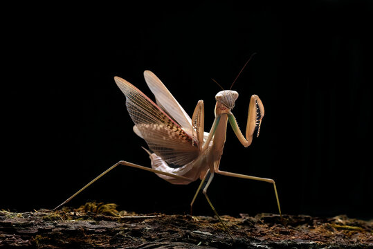 a praying mantis on a black background