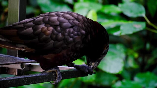 Endemic Kākā Nestor meridionalis New Zealand parrot bird using claws and beak to eat nut at feeding station in Wellington NZ Aotearoa
