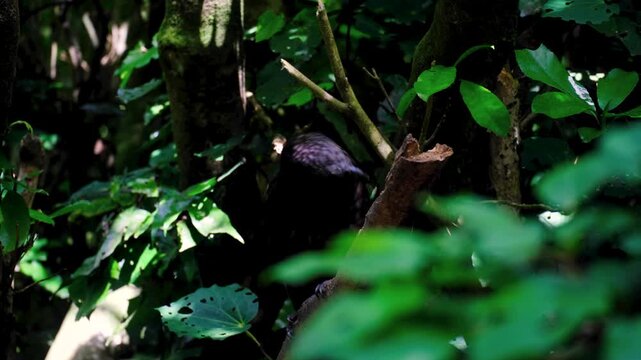 Inquisitive kākā New Zealand parrot bird with lots of energy perched in forest trees in Wellington NZ Aotearoa