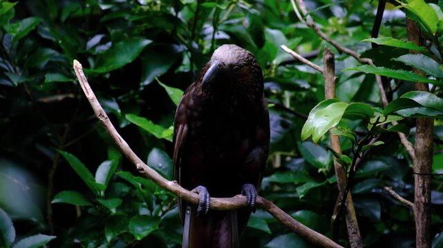 Endemic Kākā Nestor meridionalis New Zealand parrot bird perched in forest trees in Wellington NZ Aotearoa
