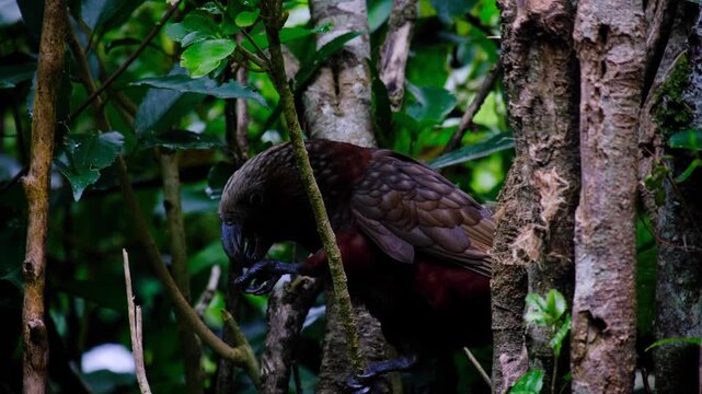 Kākā Nestor meridionalis New Zealand parrot eating a nut using sharp claws and beak perched in forest trees in Wellington NZ Aotearoa