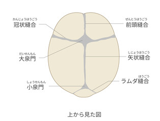 上から見た乳児（赤ちゃん）の頭蓋骨と縫合線と大泉門の解剖図日本語ラベル付き）