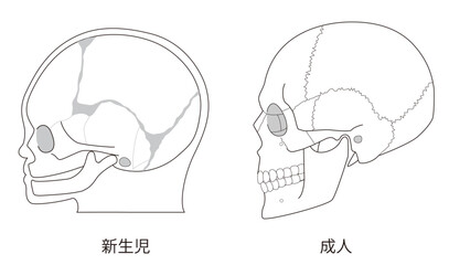 白黒線画　乳児（赤ちゃん）と大人の頭蓋骨の発達の違いを比較した解剖イラスト