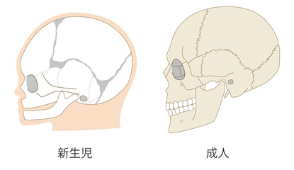 乳児（赤ちゃん）と大人の頭蓋骨の発達の違いを比較した解剖イラスト