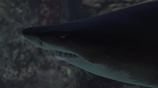 Close up Aquarium. Portrait of bronze whaler shark head with sharp teeth and eyes looking at camera. Marine aquatic underwater life, wildlife nature. Dangerous predator in oceanarium. Beautiful light