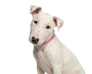 Obraz premium White Bull Terrier puppy with pink collar sitting and looking at camera on white background
