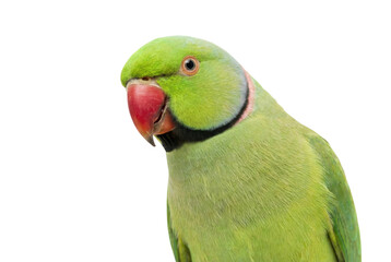 Close-up of a green Rose-ringed Parakeet with a red beak and black and pink neck ring, looking down and right on a white background