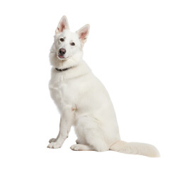 White Swiss Shepherd dog sitting and looking at camera on a clean white background
