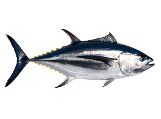 Bluefin tuna fish isolated on transparent background