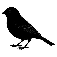 Obraz premium A black silhouette of a small bird standing on a plain white background