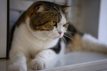 The Persian cat is lay down at home.