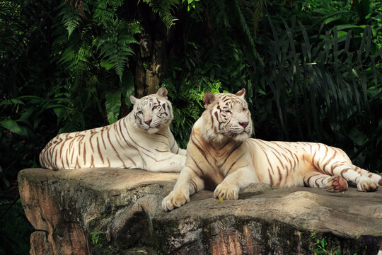 Two white tigers lying on a tree stump in a forest