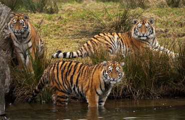 Three tigers in water and grassy field © Back Link 360
