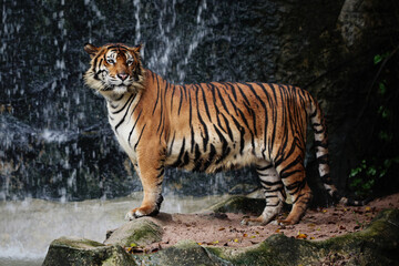 Tiger standing in front of waterfall © Back Link 360