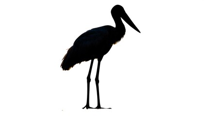 Obraz premium A silhouetted bird with long legs and neck against a white background
