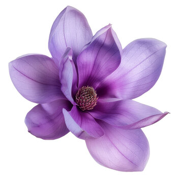 Purple Magnolia Flower Closeup Petals Blooming.