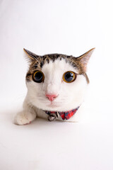 White Background Cat Sitting Portrait, Studio Photo of Domestic Cat